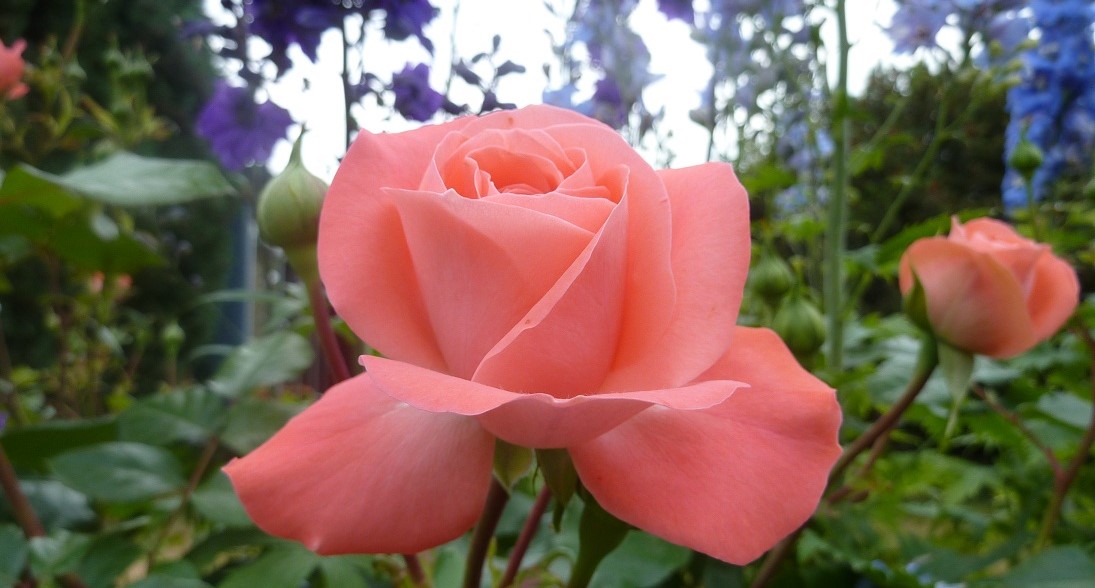 www.roses-forever.com