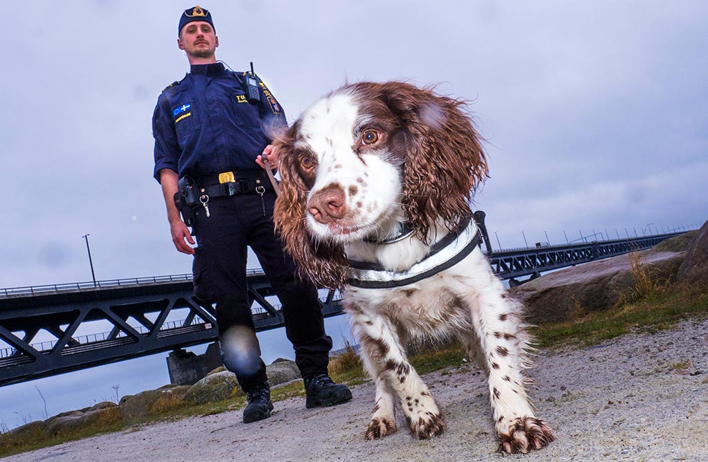 2017 års narkotikahund med förare Niklas.Fotograf Anders Roos.