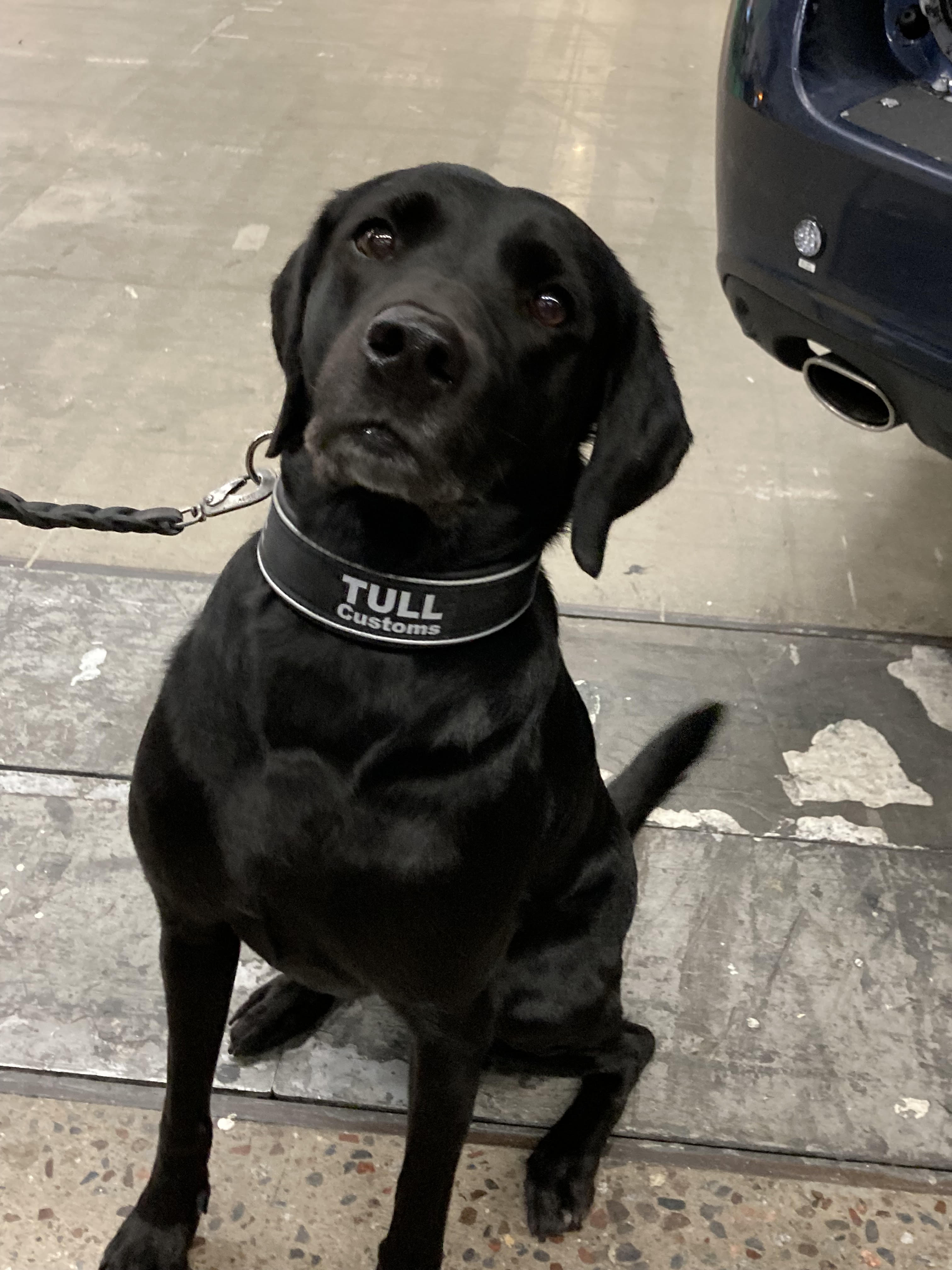 Narkotikas&ouml;khund 2025